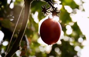 A photo of a tomato from CEO Dick Boer's opening presentation